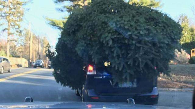 Big tree on the top of a car