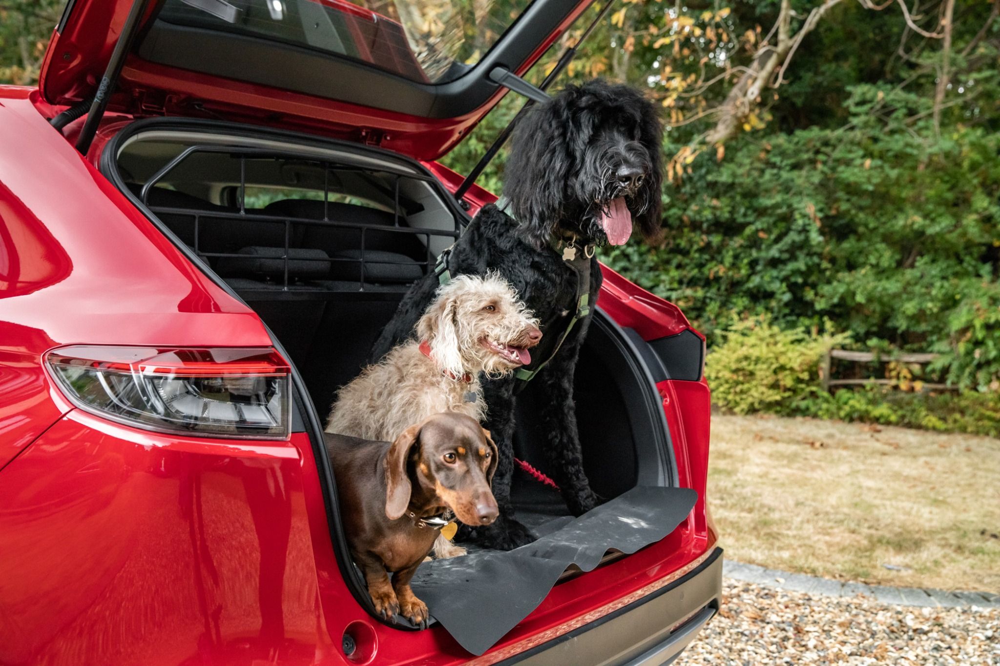 How to travel safely with pets in the vehicle