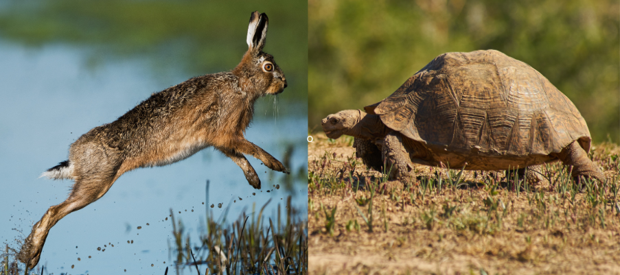 Tortoise and Hare 3